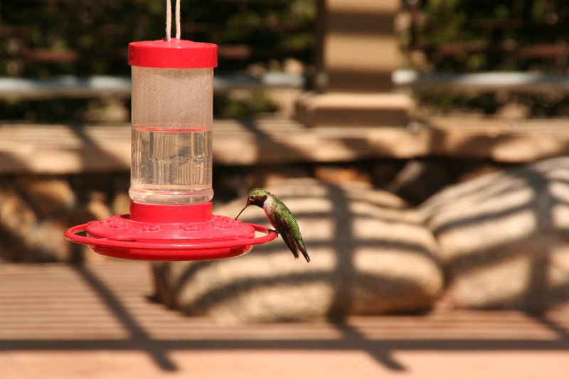 Trip (209).JPG - Humming bird at Shell Falls in the Bighorn National Forest